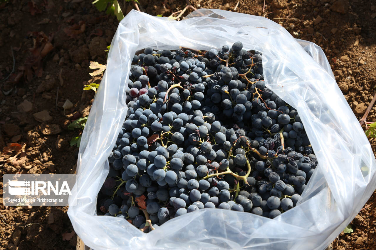 برداشت انگور در باغات روستای سرنژمار