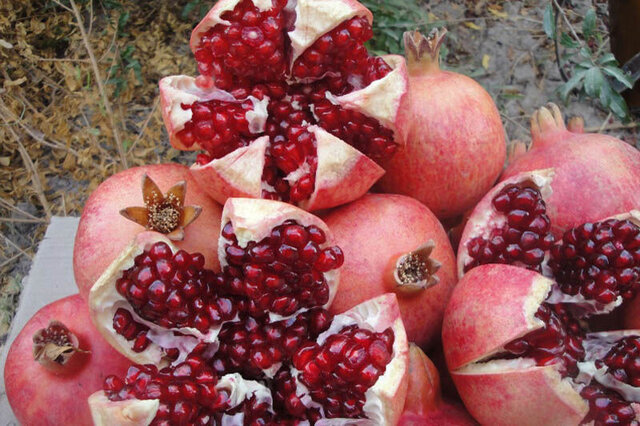۱۴۵۰ تُن انار از باغات آذربایجانغربی برداشت میشود