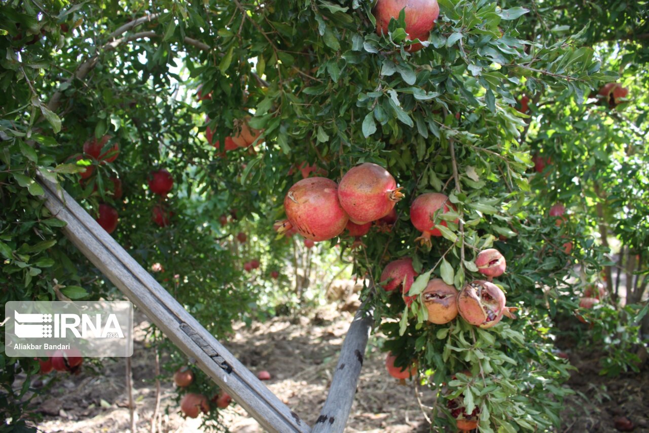 برداشت انار درجزین