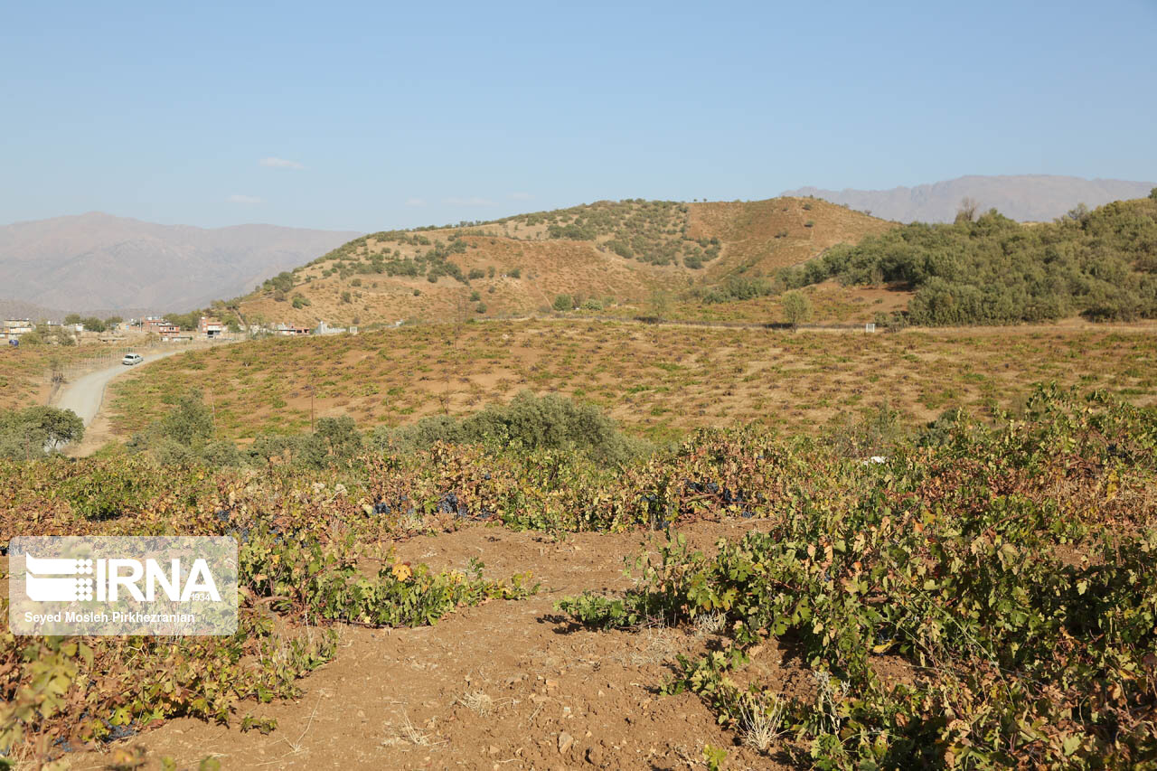 برداشت انگور در باغات روستای سرنژمار