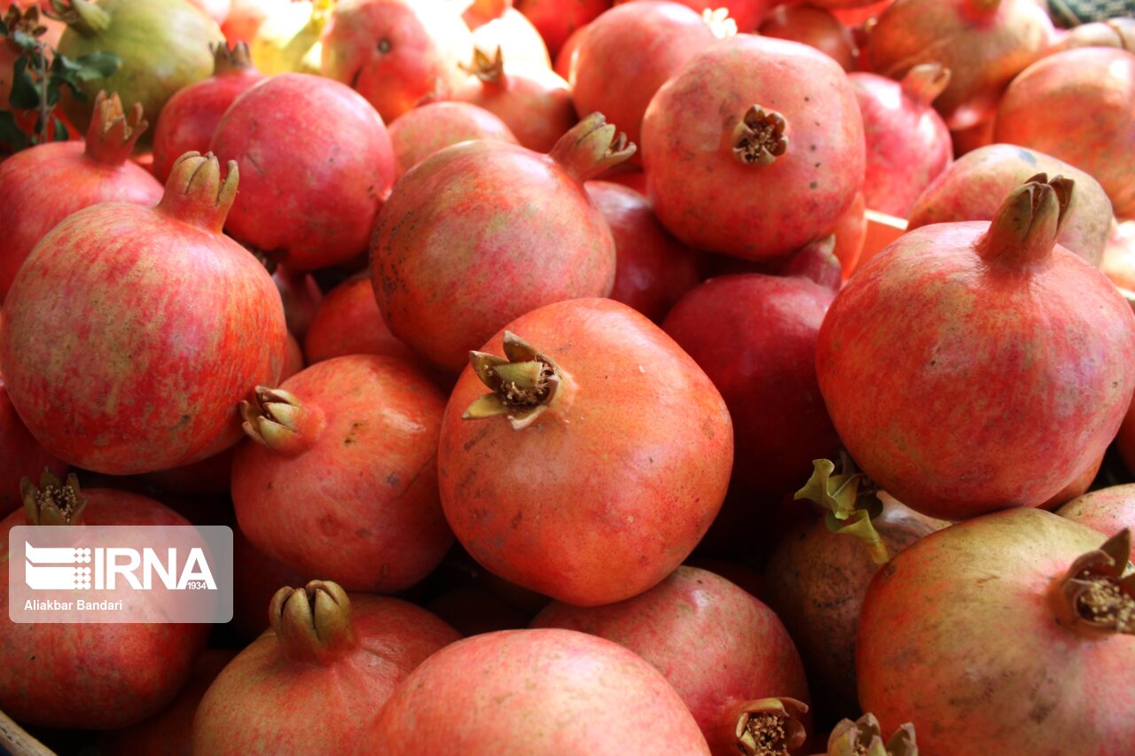 برداشت انار درجزین