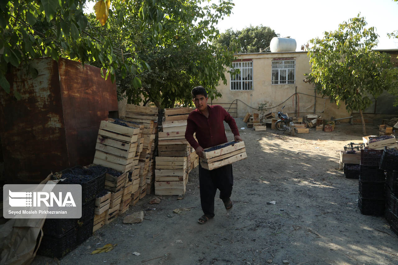 برداشت انگور در باغات روستای سرنژمار