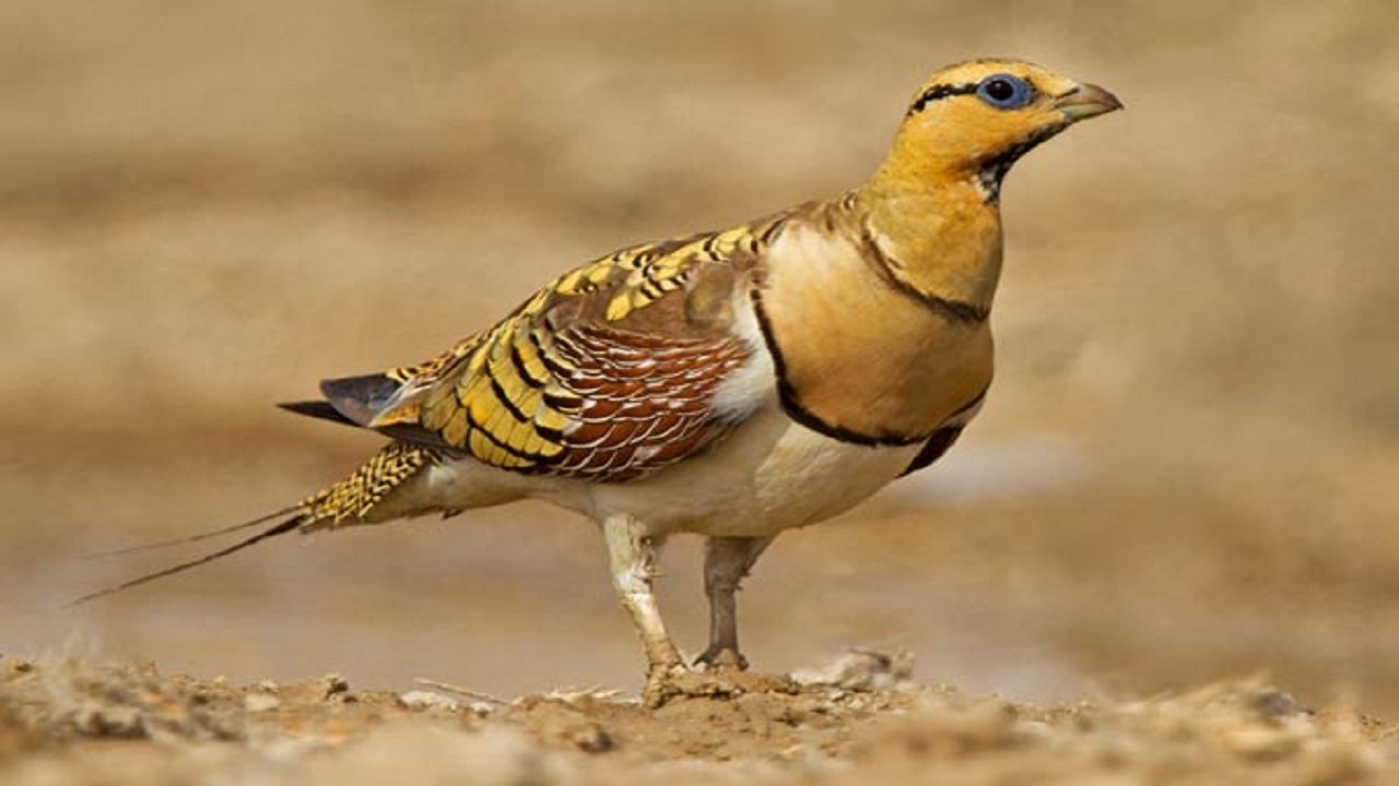 دستگیری ۲ شکارچی غیرمجاز پرنده در بیجار
