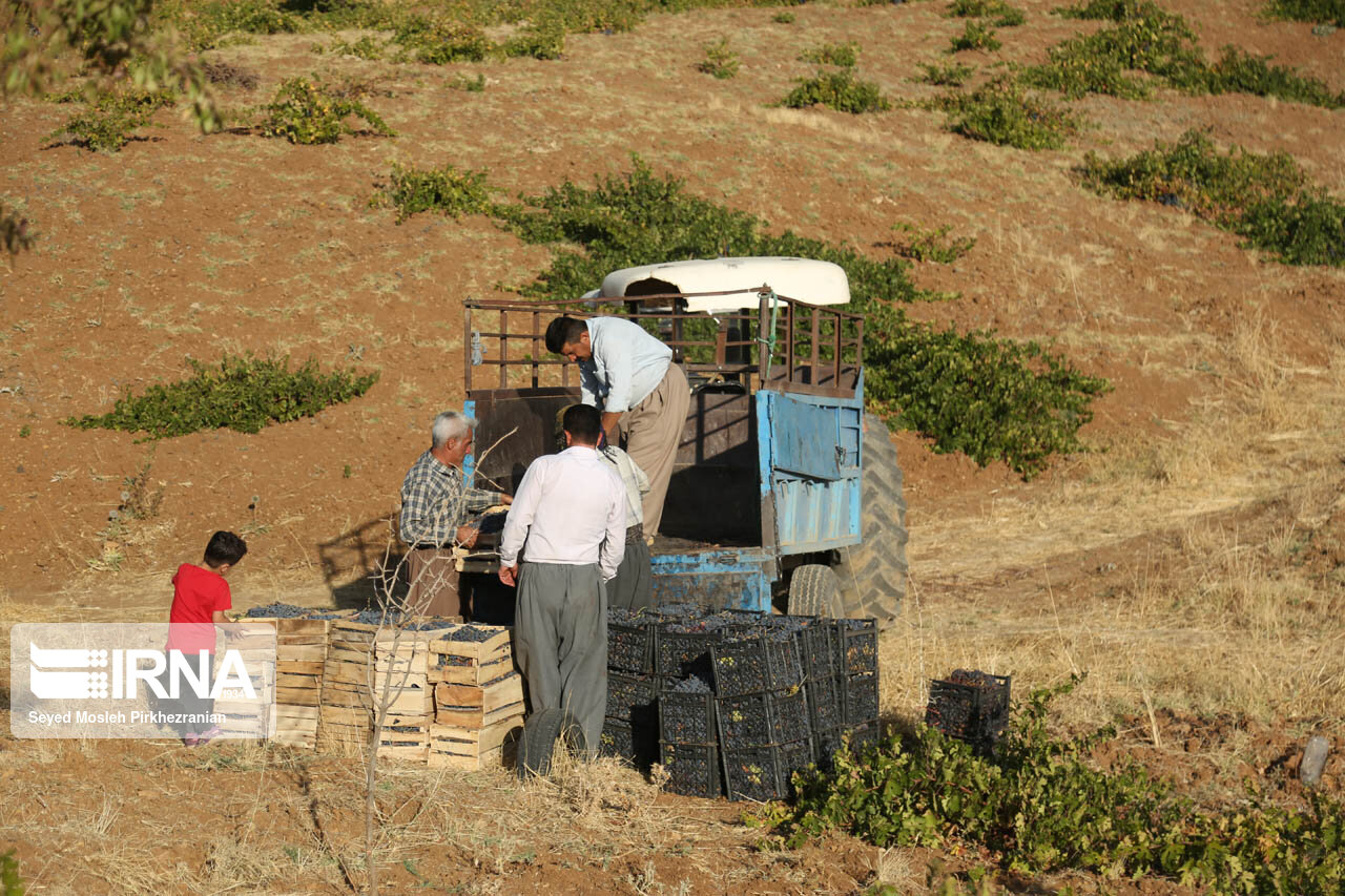 برداشت انگور در باغات روستای سرنژمار
