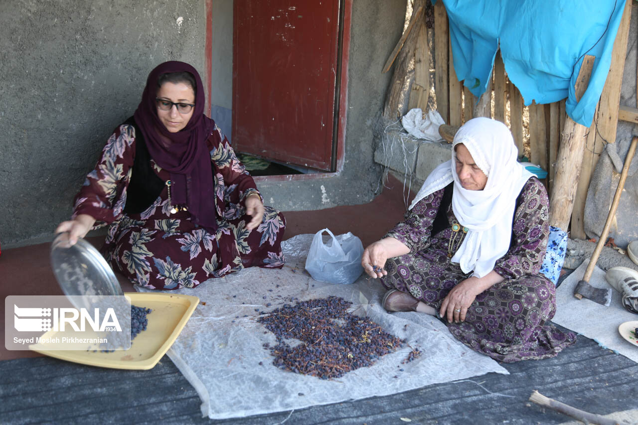 برداشت انگور در باغات روستای سرنژمار