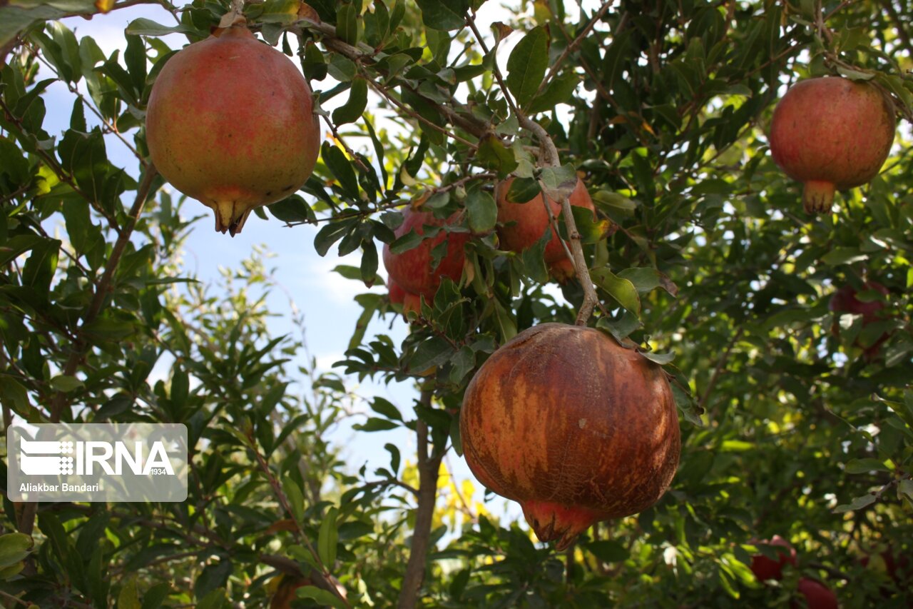 برداشت انار درجزین