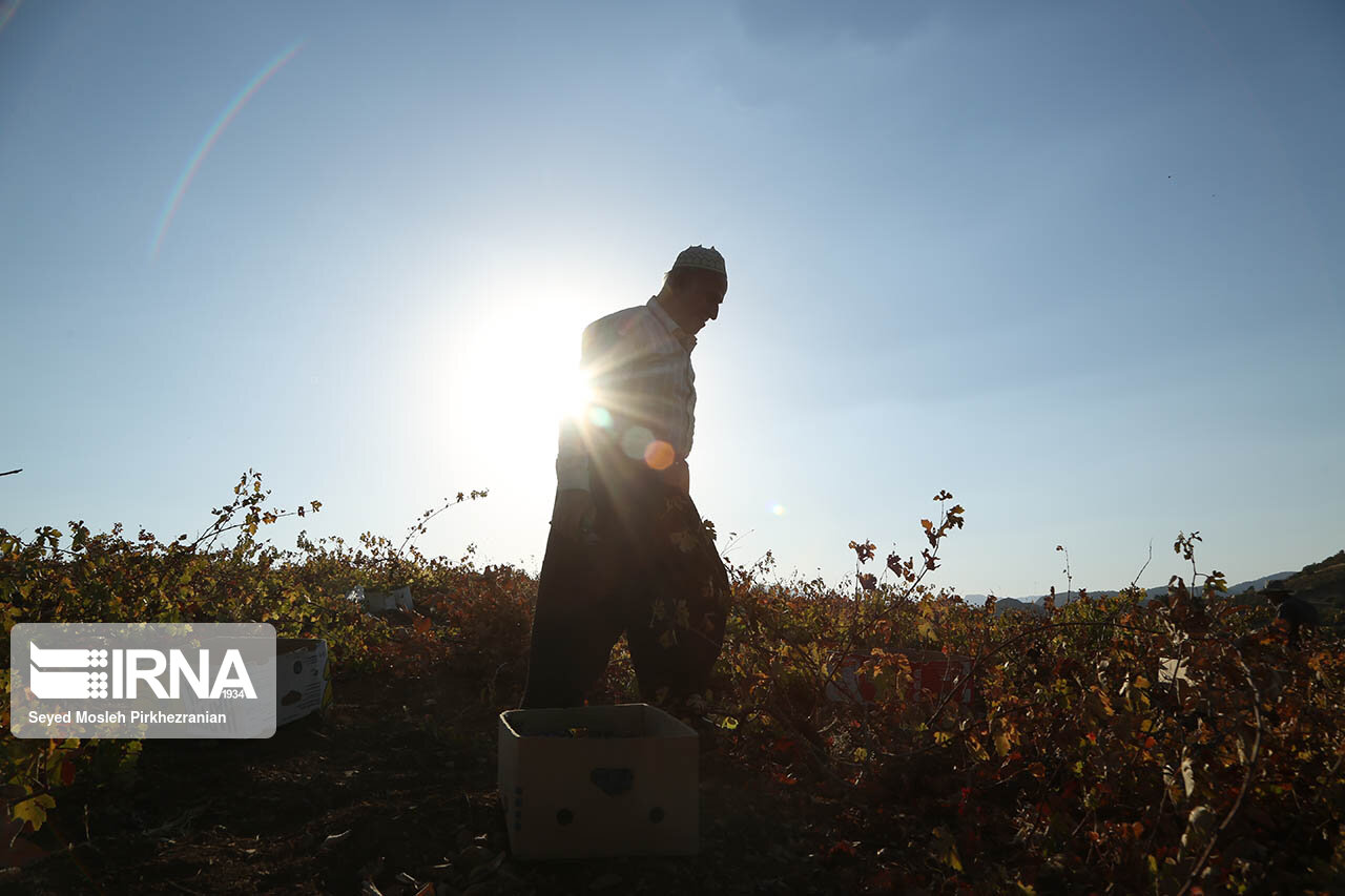 برداشت انگور در باغات روستای سرنژمار