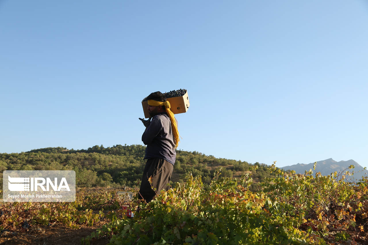 برداشت انگور در باغات روستای سرنژمار