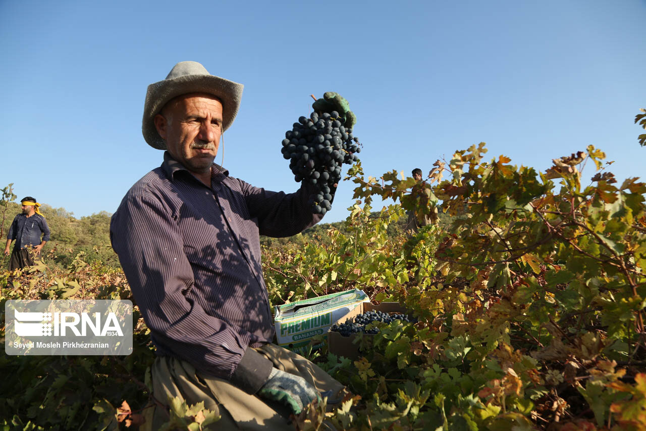 برداشت انگور در باغات روستای سرنژمار