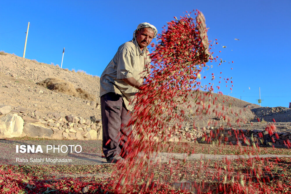 عکس/ برداشت «زرشک» را از نزدیک ببینید