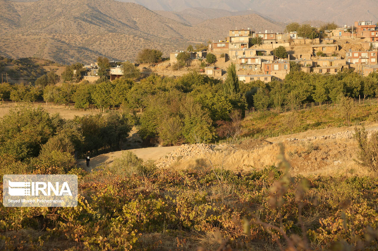 برداشت انگور در باغات روستای سرنژمار