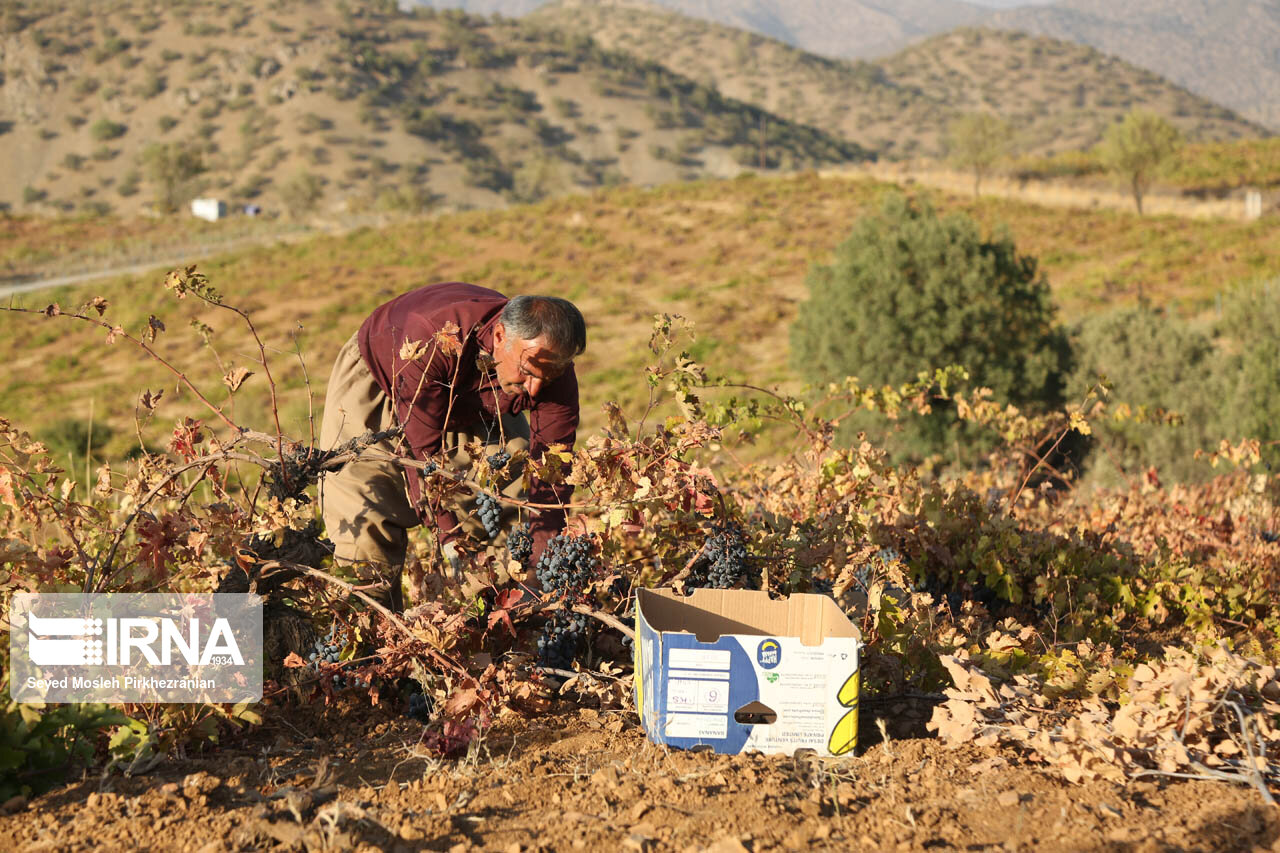 برداشت انگور در باغات روستای سرنژمار