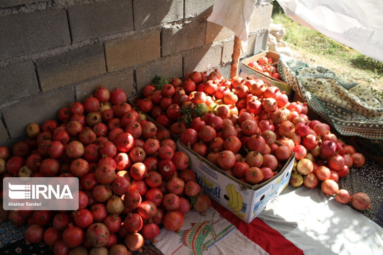 برداشت انار درجزین