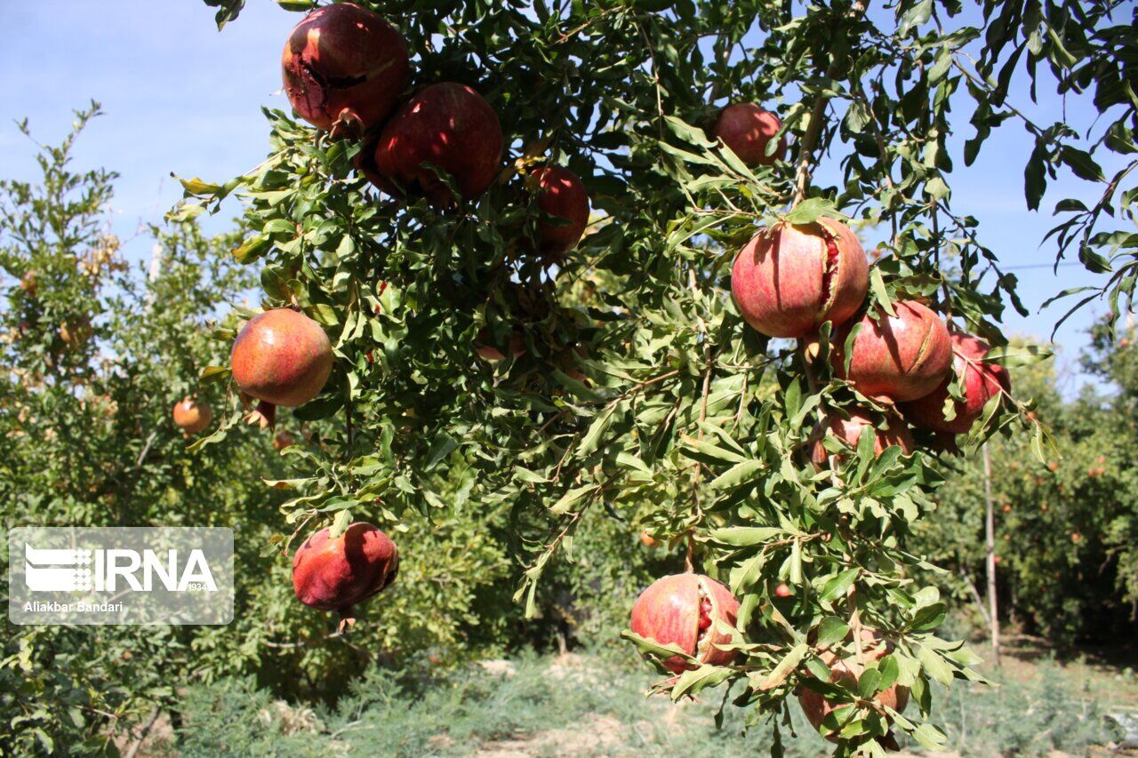 ۶۸۰۰ تن انار از باغ های قزوین برداشت می‌شود
