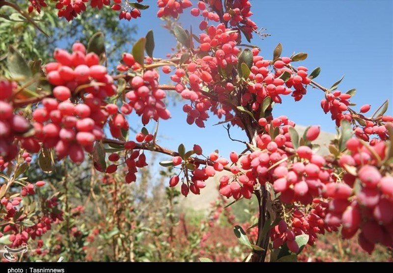 سرمازدگی به باغات زرشک در خراسان جنوبی خسارت وارد کرد