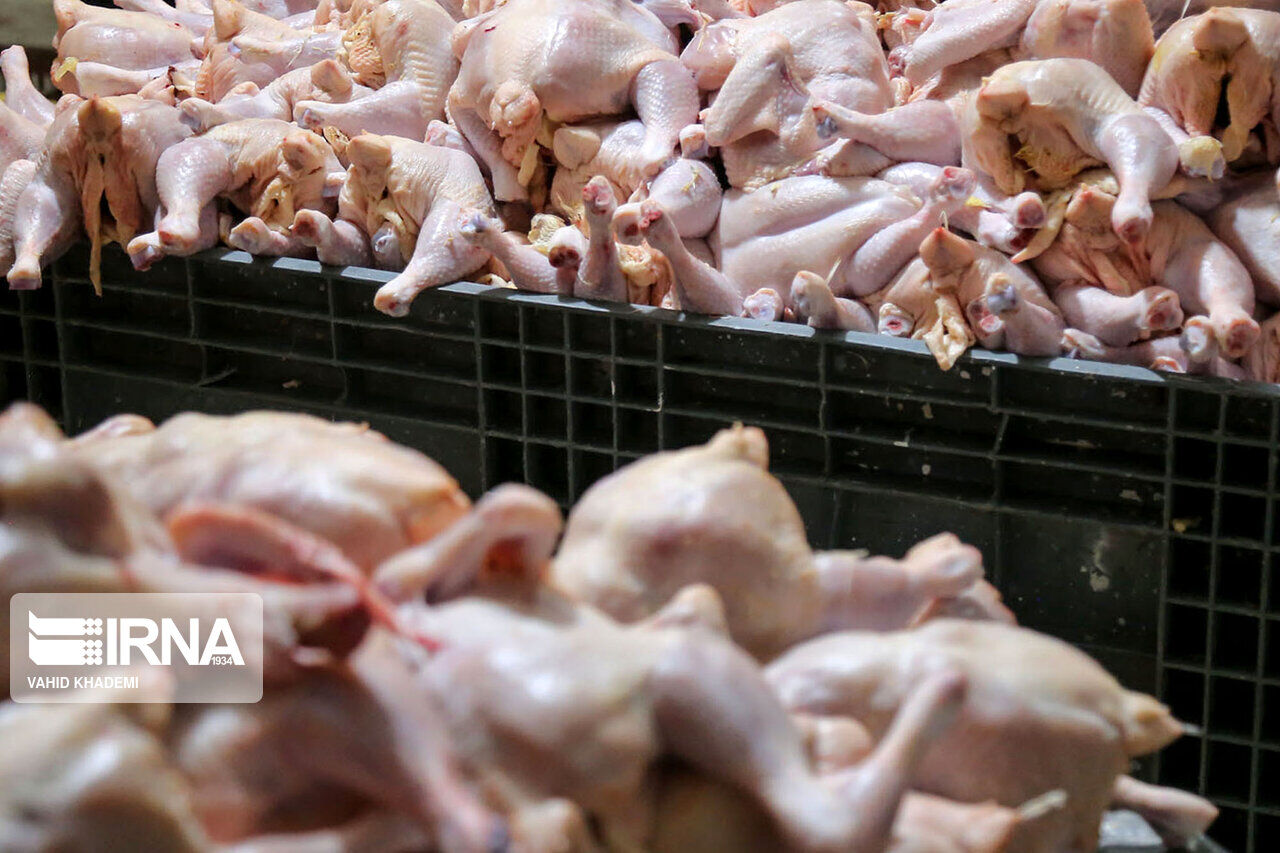روزانه ۲۹ تن مرغ گرم در بروجرد توزیع می‌شود