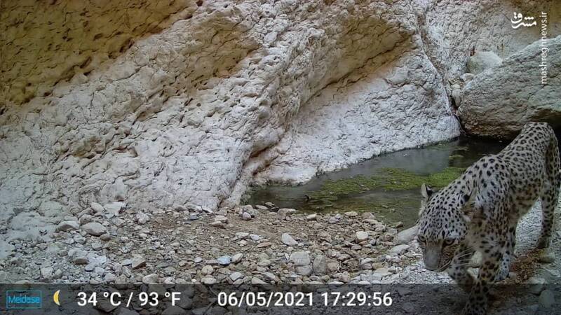 عکس/ ثبت تصویر از پلنگ در مناطق حفاظت شده بوشهر