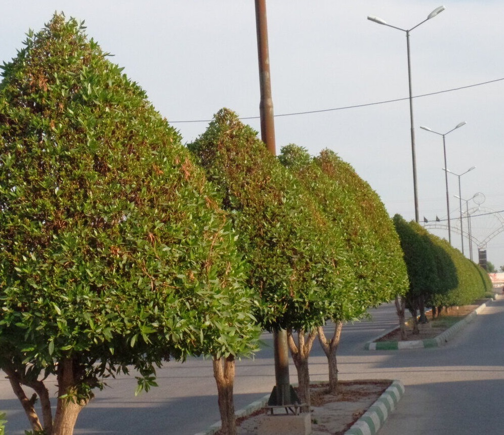 هشدار علومپزشکی اهواز در خصوص هرس درختان کنوکارپوس