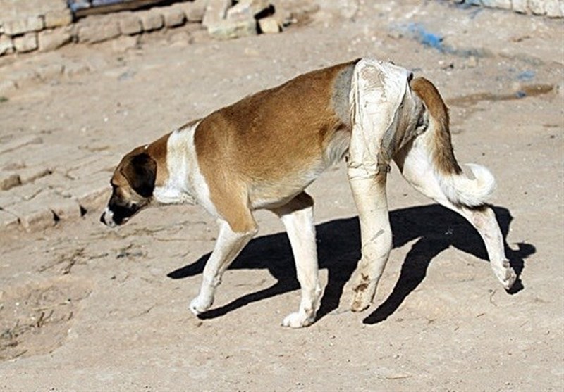 سگ‌های ولگرد بلای جان شهروندان نظنزی شدند