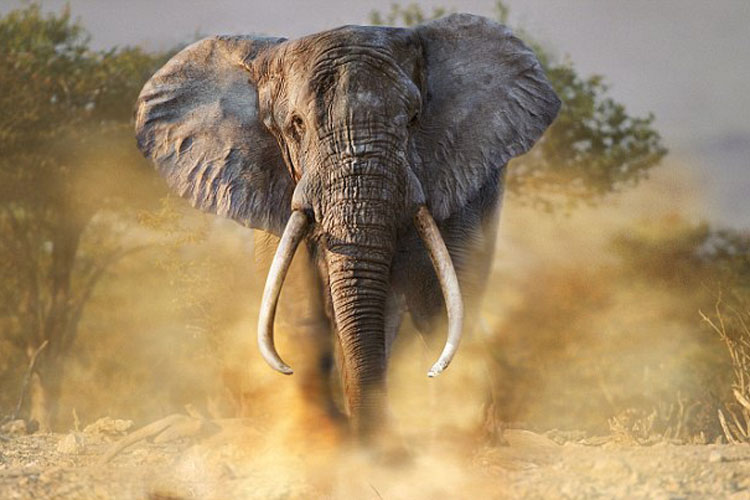 فیل مادر تمساح مهاجم به فرزندش را زیرلگدهایش له کرد!