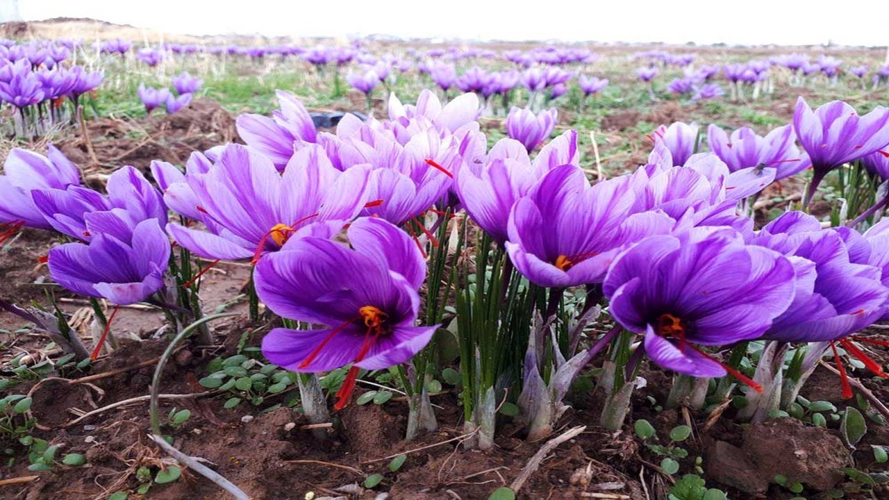 کاهش ۵۰ درصدی تولید زعفران در تربت حیدریه