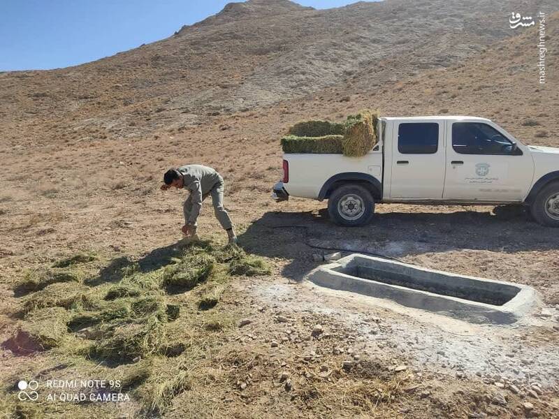 همت محیط‌زیست برای مقابله با طاعون نشخوارکنندگان 