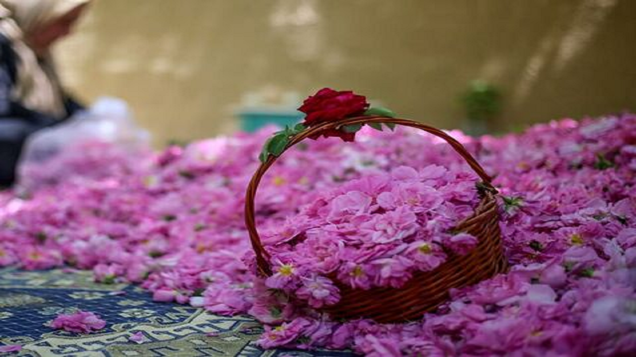 تولید سالیانه ۴ هزار تن گل محمدی در کردستان