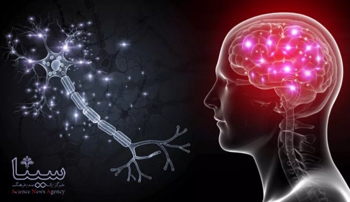 سلول های مغز چگونه با یکدیگر صحبت می کنند؟