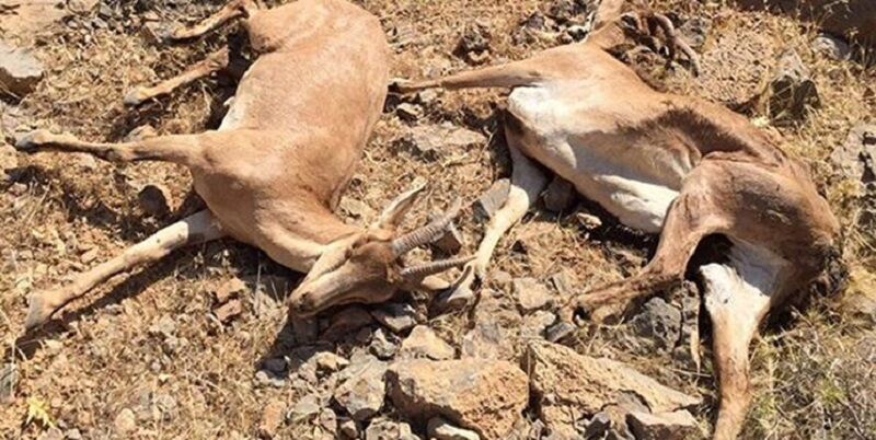افزایش آمار تلفات طاعون نشخوارکنندگان کوچک در البرز
