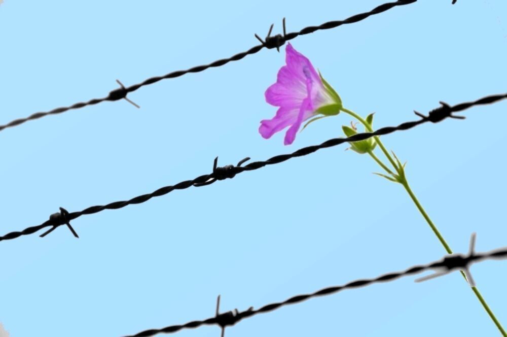 آزادی ۱۲ زندانی در پی بازدید سرزده هیات قضایی از زندان مرکزی یزد