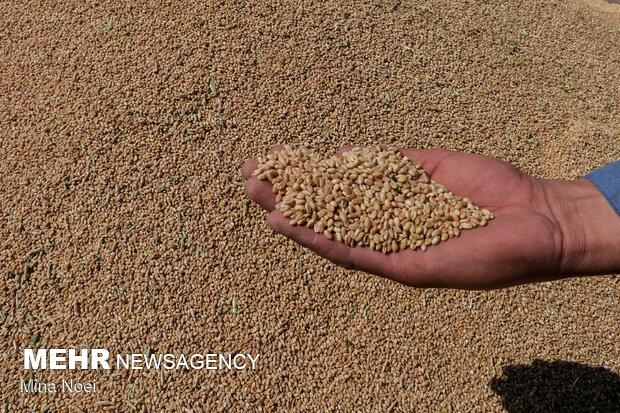 ۱۹۰ تن گندم احتکاری در مراوه تپه کشف شد