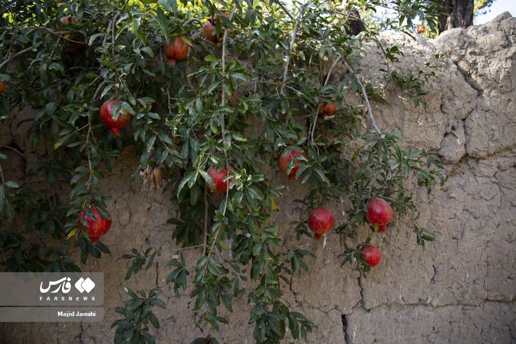 عکس/ برداشت انار از باغات «تفت»