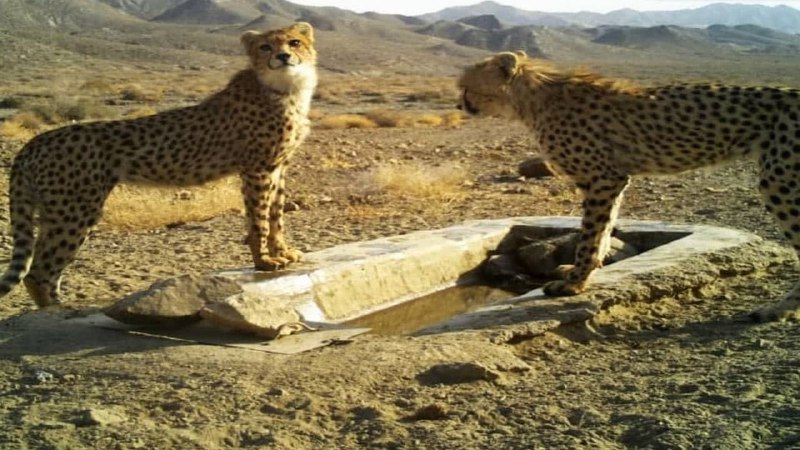 عکس/ یوزپلنگ مادر و توله‌هایش در پارک ملی توران