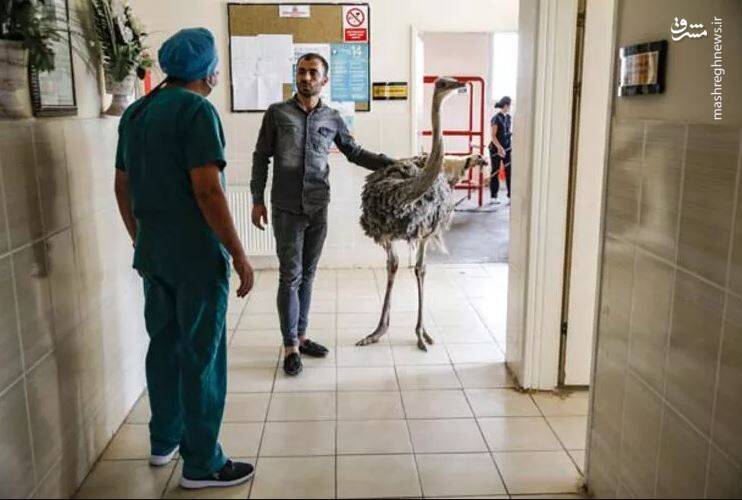 عکس/ خارج کردن اجسامی عجیب از معده شترمرغ!