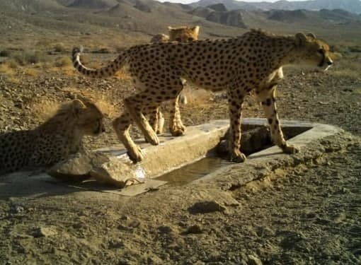 عکس/ یوزپلنگ مادر و توله‌هایش در پارک ملی توران