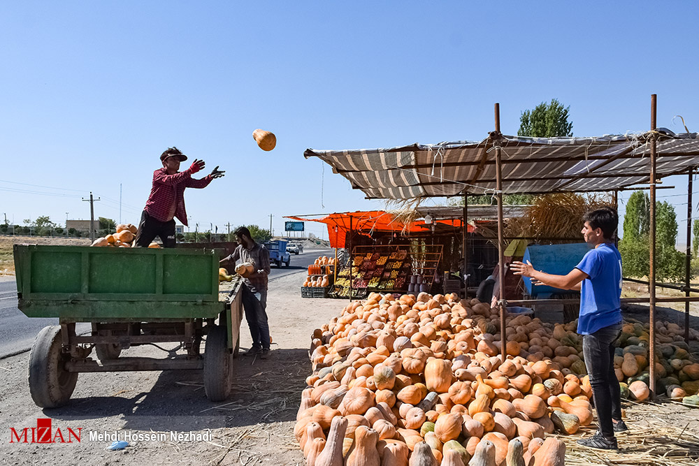 عکس/ برداشت کدو حلوایی در شهرستان مشکین شهر
