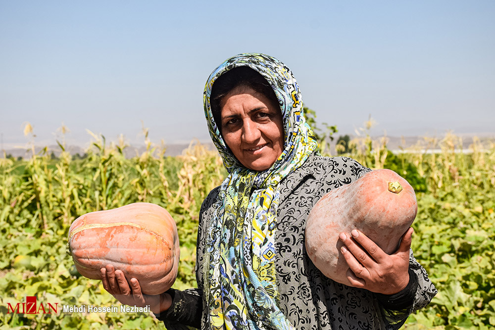 عکس/ برداشت کدو حلوایی در شهرستان مشکین شهر