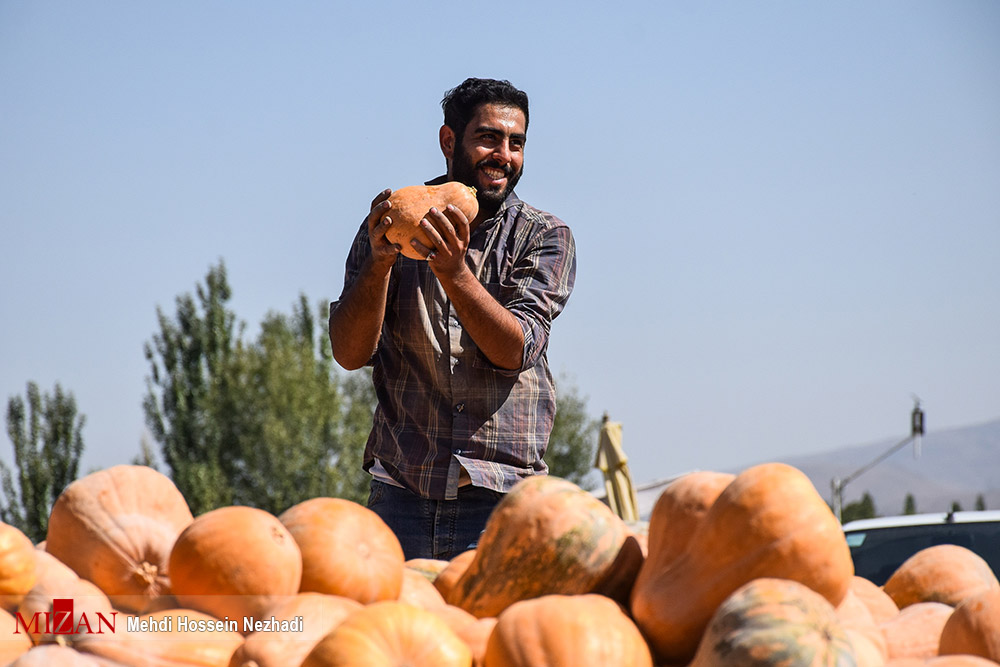 عکس/ برداشت کدو حلوایی در شهرستان مشکین شهر