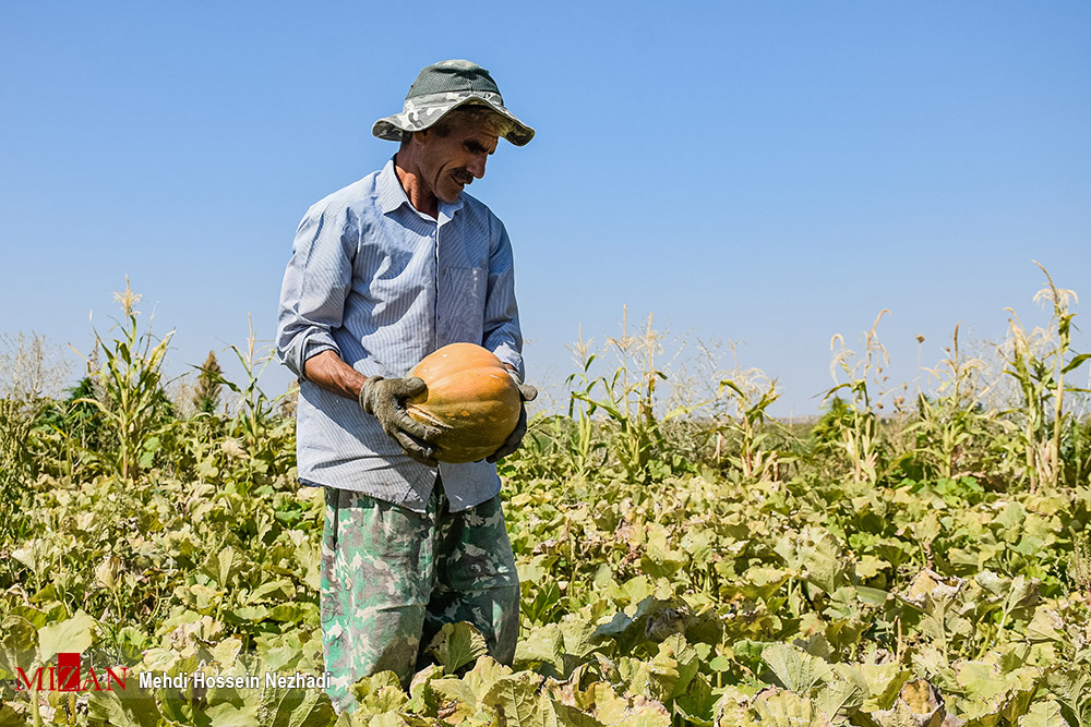 عکس/ برداشت کدو حلوایی در شهرستان مشکین شهر