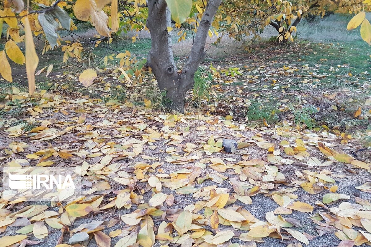 جلوه‌هایی از پاییز رنگارنگ در اشنویه