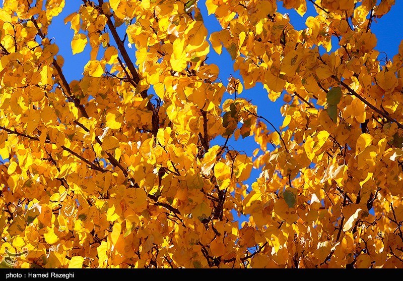 پاییز دیدنی ابهر در زنجان