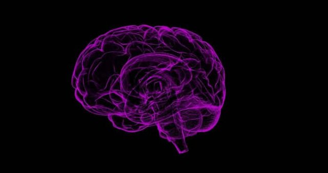 چرا اندازه مغز انسان کاهش یافت؟