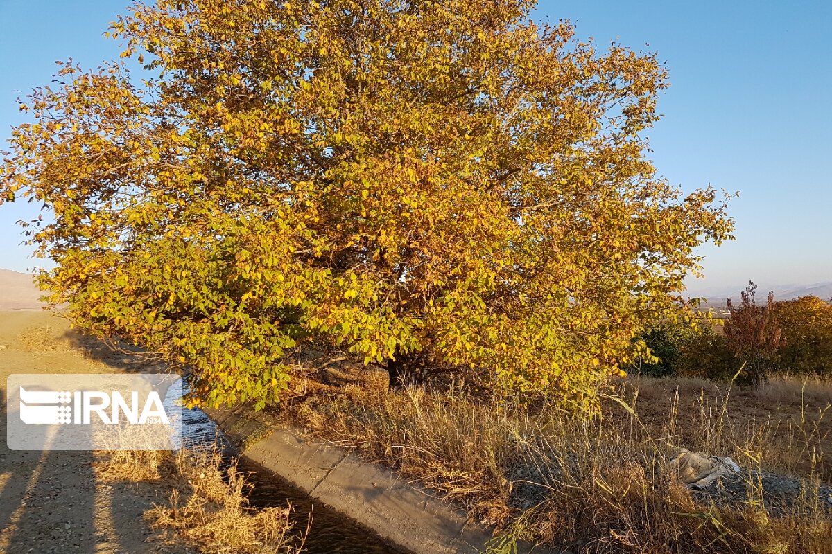 جلوه‌هایی از پاییز رنگارنگ در اشنویه