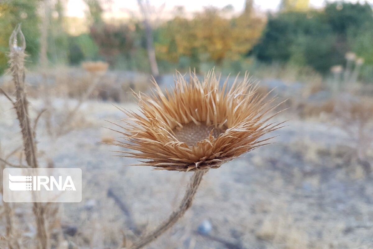 جلوه‌هایی از پاییز رنگارنگ در اشنویه