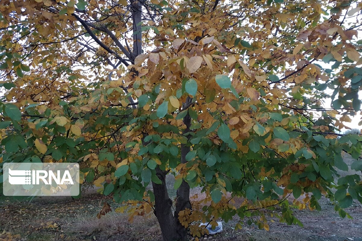 جلوه‌هایی از پاییز رنگارنگ در اشنویه