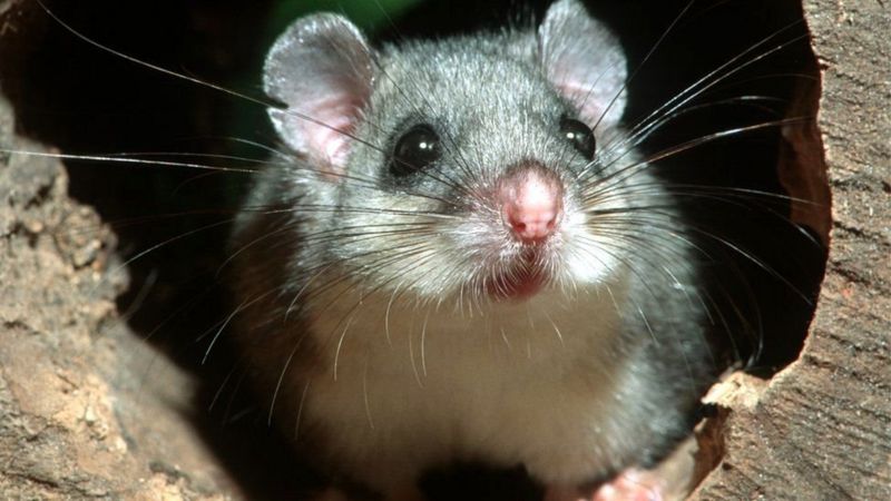 گوناگون/ کشف موش‌های منجمد، غذای مورد علاقه مافیا