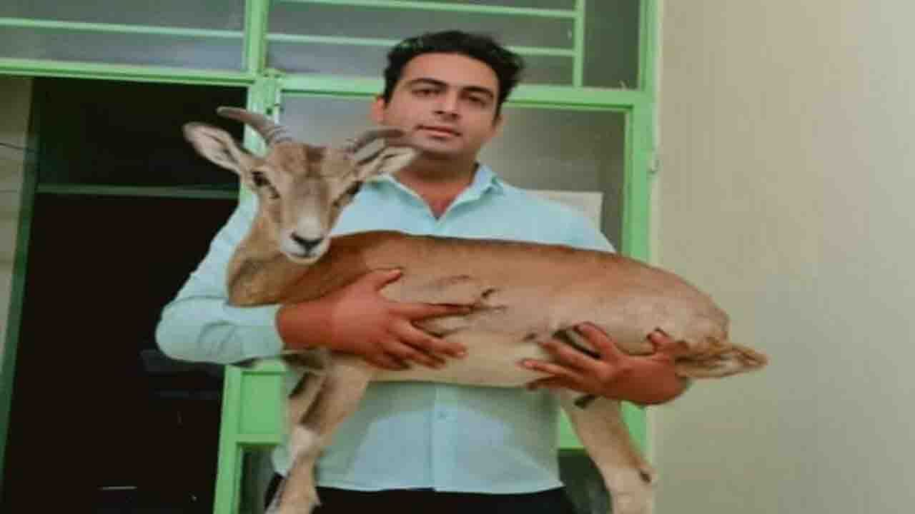 تحویل داوطلبانه یک رأس قوچ وحشی زنده به محیط زیست کهنوج