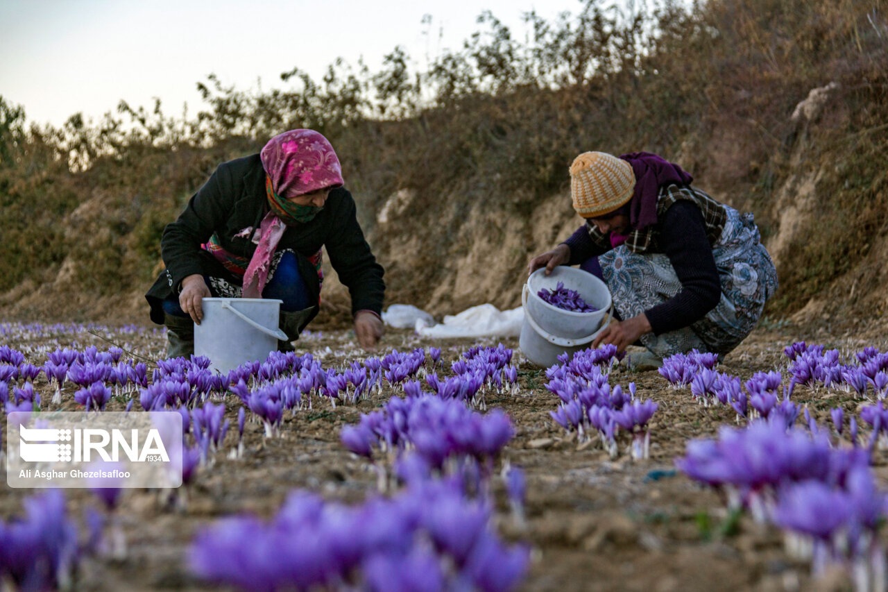 عکس/ برداشت زعفران در استان گلستان