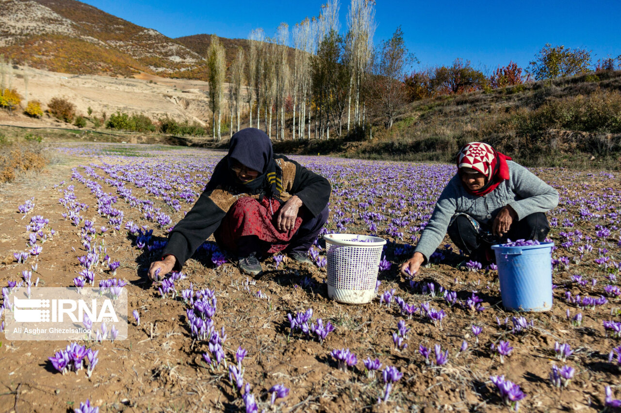 عکس/ برداشت زعفران در استان گلستان