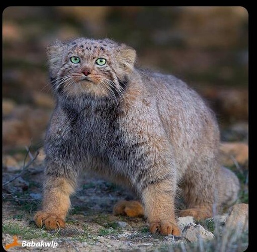 ‏گربه‌ پالاس در خراسان 